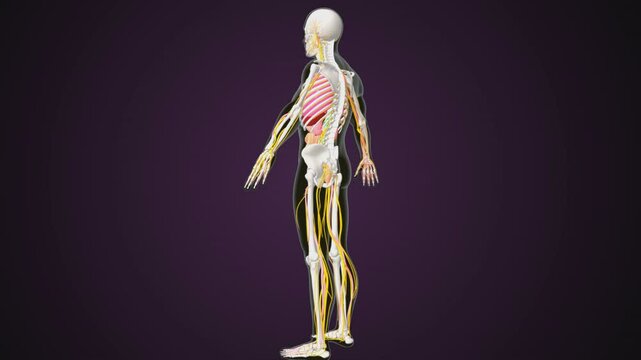 male human digestive oranges brain, liver, heart, lungs and nerves anatomy system, 3d illustration