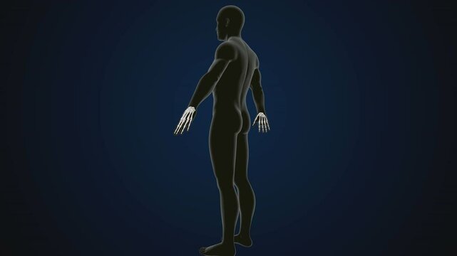 male human skeleton, ribs, gallbladder, skull and spine anatomy. 3d illustration