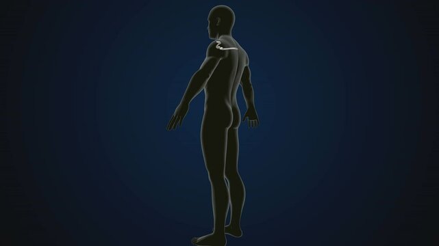 male human skeleton, ribs, gallbladder, skull and spine anatomy. 3d illustration