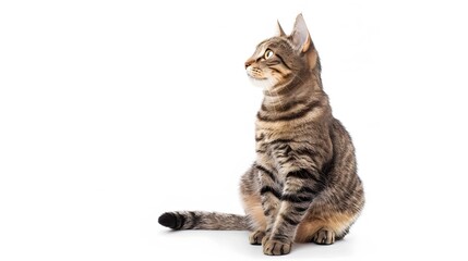 Fototapeta premium Grey stripped mixed-breed cat sitting, isolated on white. 