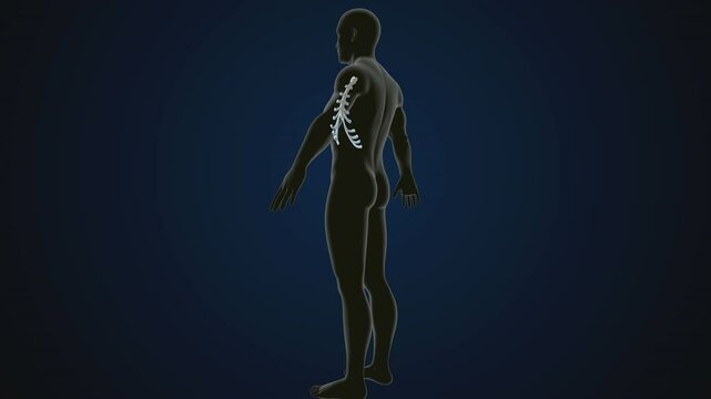 male human skeleton, ribs, gallbladder, skull and spine anatomy. 3d illustration