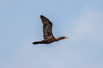 cormorant