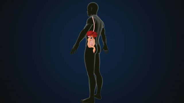 male human digestive oranges brain, liver, heart, lungs and nerves anatomy system, 3d illustration