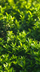 Fototapeta premium Vibrant Green Shrub in Full Bloom: A Harmonious Blend of Lush Foliage and Tiny Flowers Reflecting Nature's Elegance and Resilience