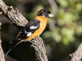 Bird in tree