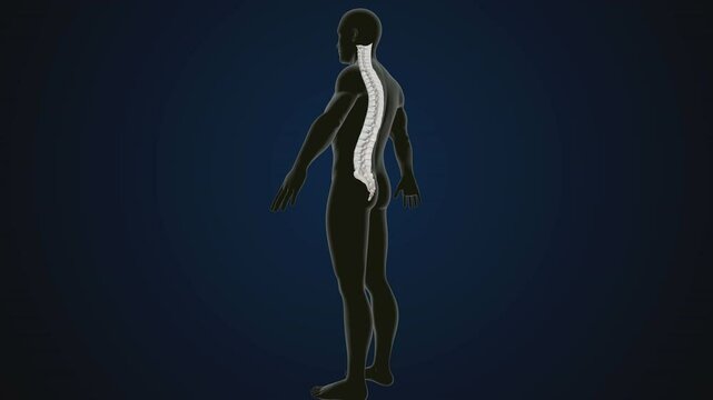 male human skeleton, ribs, gallbladder, skull and spine anatomy. 3d illustration