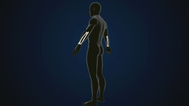 male human skeleton, ribs, gallbladder, skull and spine anatomy. 3d illustration