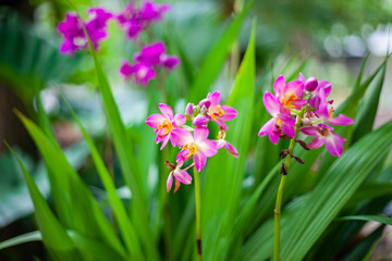 flowers in the garden