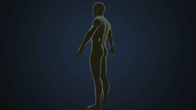 male human skeleton, ribs, gallbladder, skull and spine anatomy. 3d illustration