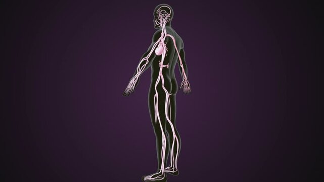 male human digestive oranges brain, liver, heart, lungs and nerves anatomy system, 3d illustration