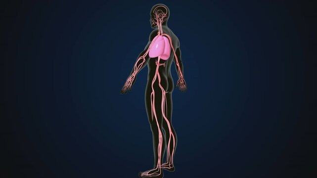 male human digestive oranges brain, liver, heart, lungs and nerves anatomy system, 3d illustration