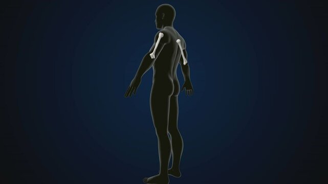male human skeleton, ribs, gallbladder, skull and spine anatomy. 3d illustration