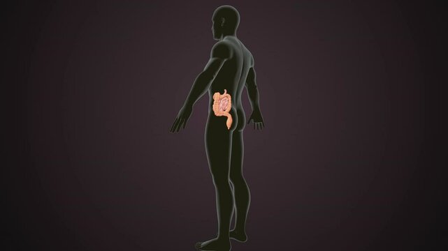 male human digestive oranges brain, liver, heart, lungs and nerves anatomy system, 3d illustration