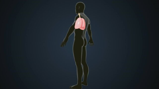 male human digestive oranges brain, liver, heart, lungs and nerves anatomy system, 3d illustration