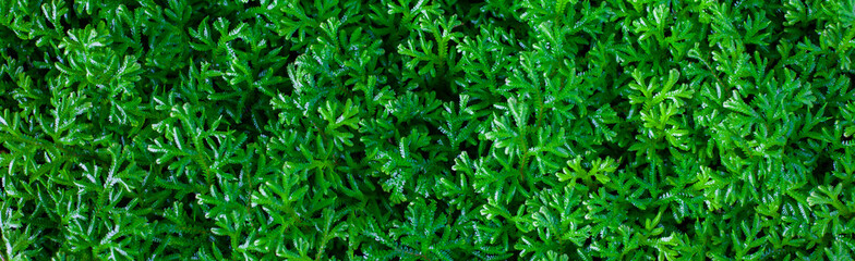 green grass background