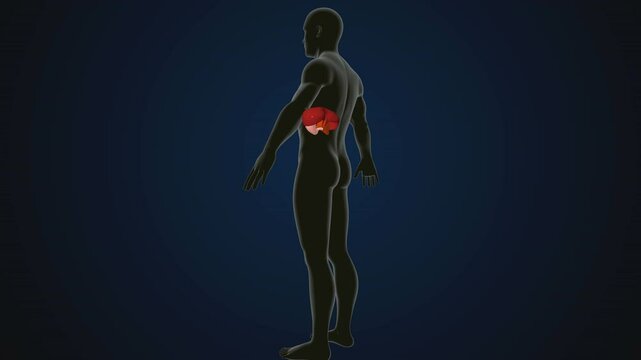 male human digestive oranges brain, liver, heart, lungs and nerves anatomy system, 3d illustration