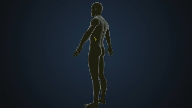 male human skeleton, ribs, gallbladder, skull and spine anatomy. 3d illustration