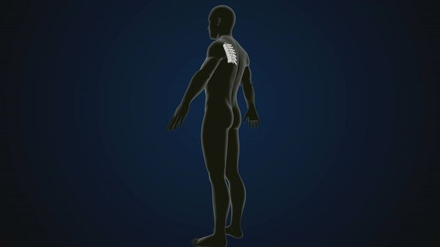 male human skeleton, ribs, gallbladder, skull and spine anatomy. 3d illustration