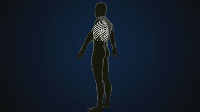 male human skeleton, ribs, gallbladder, skull and spine anatomy. 3d illustration