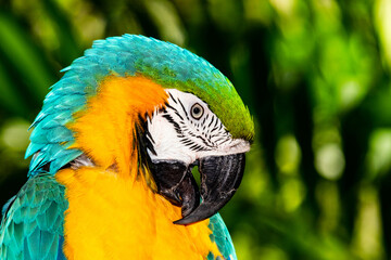 The always beautiful macaw