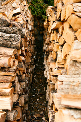 stacked firewood in serene forest setting with tall trees in background