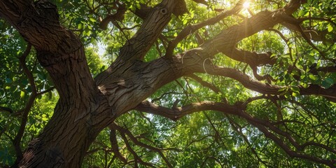 Fototapeta premium Daytime Tree Canopies