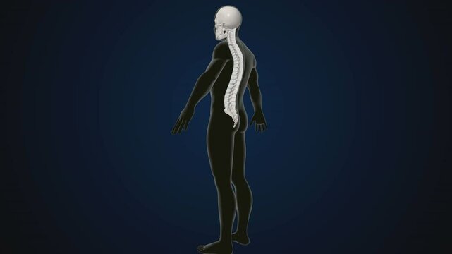 male human skeleton, ribs, gallbladder, skull and spine anatomy. 3d illustration