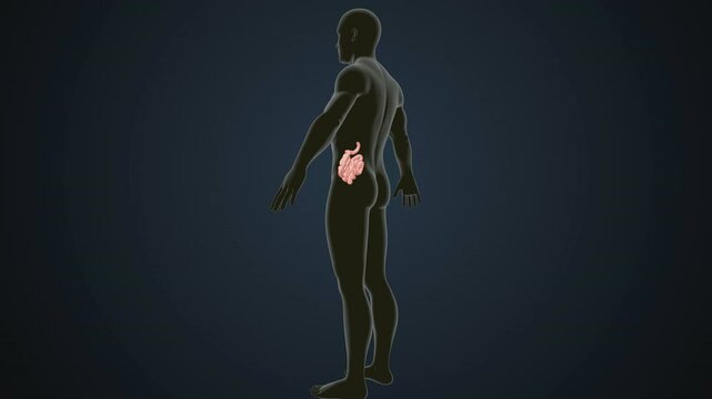 male human digestive oranges brain, liver, heart, lungs and nerves anatomy system, 3d illustration