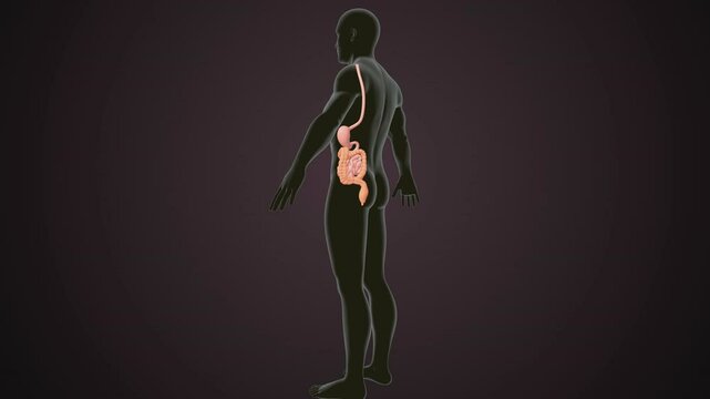 male human digestive oranges brain, liver, heart, lungs and nerves anatomy system, 3d illustration
