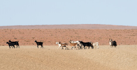 wild ferral goats in outback New South Wales, Australia.