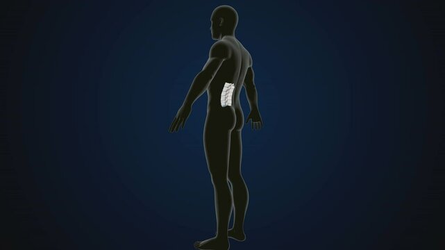 male human skeleton, ribs, gallbladder, skull and spine anatomy. 3d illustration