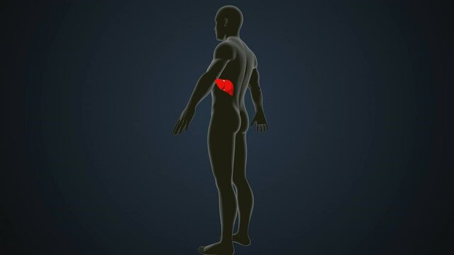 male human digestive oranges brain, liver, heart, lungs and nerves anatomy system, 3d illustration