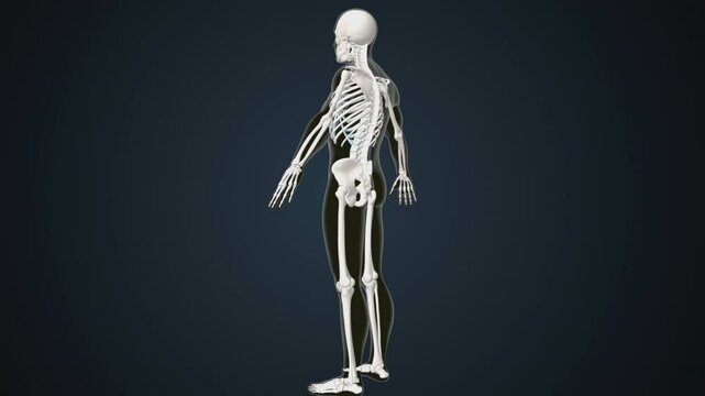 male human skeleton, ribs, gallbladder, skull and spine anatomy. 3d illustration