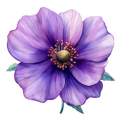 A vibrant watercolor illustration of a detailed purple flower with delicate petals and a contrasting center isolated on transparency PNG background, perfect for use in botanical-themed designs