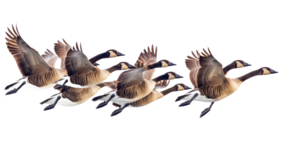 Flock of Canadian Geese in