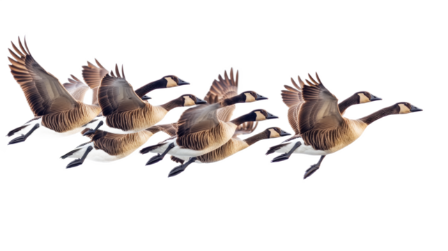 Flock of Canadian Geese in