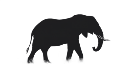 Silhouetted Elephant Walking