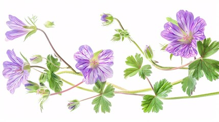 4. Detailed view of wood cranesbill (Geranium sylvaticum) with clusters of purple flowers and delicate green leaves, isolated against a white background, emphasizing the plant's elegance