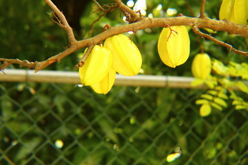 yellow flowers on a tree