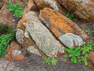 Lichen in Leeuwin-Naturaliste National Park
