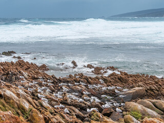 Silver Gulls and Greater Crested Terns