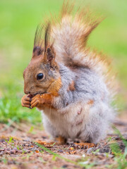 Squirrel eats a nut while sitting in green grass. Eurasian red squirrel, Sciurus vulgaris