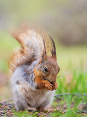 Squirrel eats a nut while sitting in green grass. Eurasian red squirrel, Sciurus vulgaris