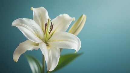Obraz premium White Lily Flower Closeup on Blue Background