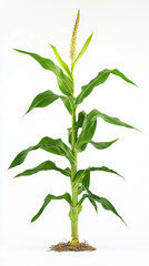 Corn plant isolated on a white background for garden design.