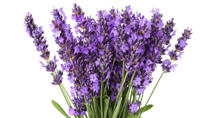 Fresh Lavender Bouquet on White Background - Aromatic Herbs Concept