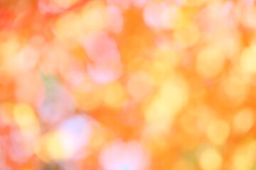 かえでの紅葉のぼかし　アウトフォーカス