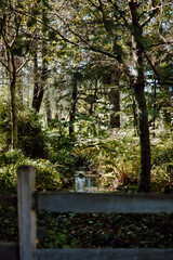 Nature Scenery with Ferns and Waterfall