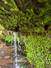 moss on the stone with flowing water