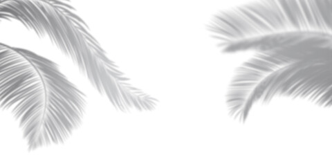 Soft shadows of palm leaves or coconut leaves. Shadows of tropical trees. copy space white background
